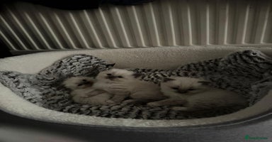 Ragdoll cats - Advert 8
