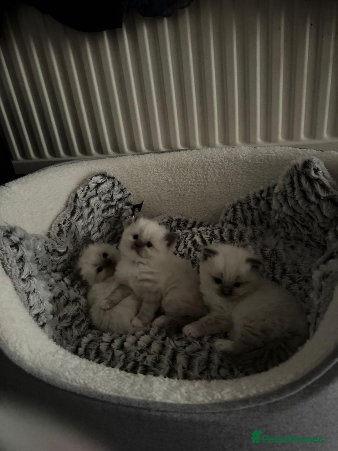 Ragdoll cats for sale: 🐾 Beautiful Blue Point Ragdoll Kittens 🐾 - Image 2