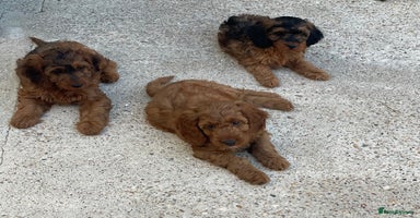 Cockapoo dogs - Advert 4