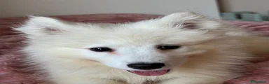 Suri