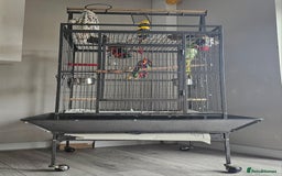 Parakeets birds for sale: Echo the alexandrine  - Image 9