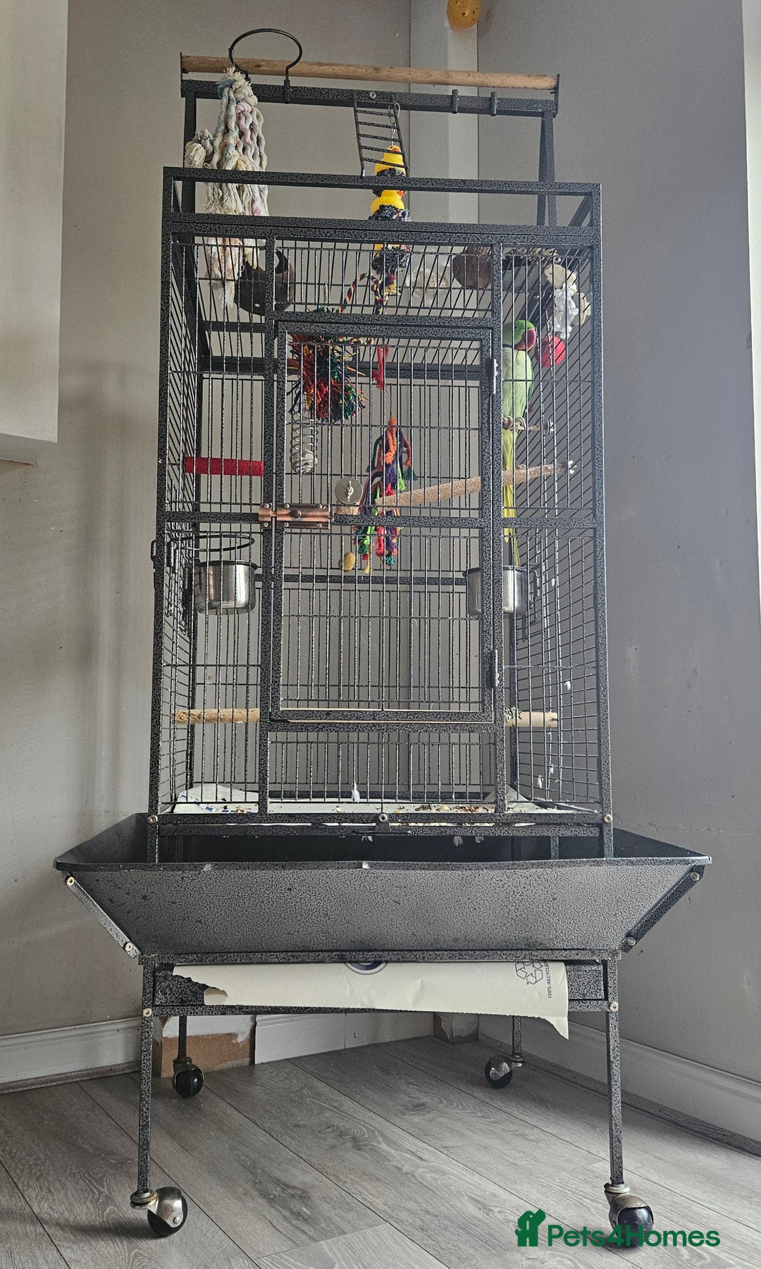 Parakeets birds for sale: Echo the alexandrine  - Image 9