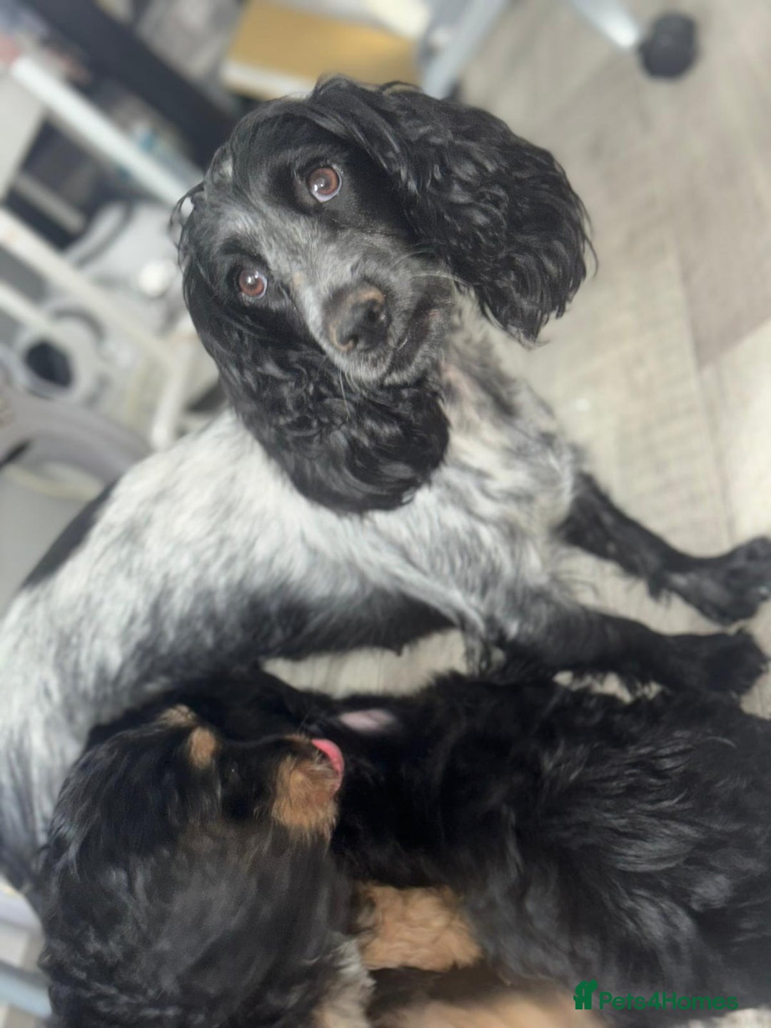Cockapoo dogs for sale: Beautiful Cockapoo Puppies  - Image 10
