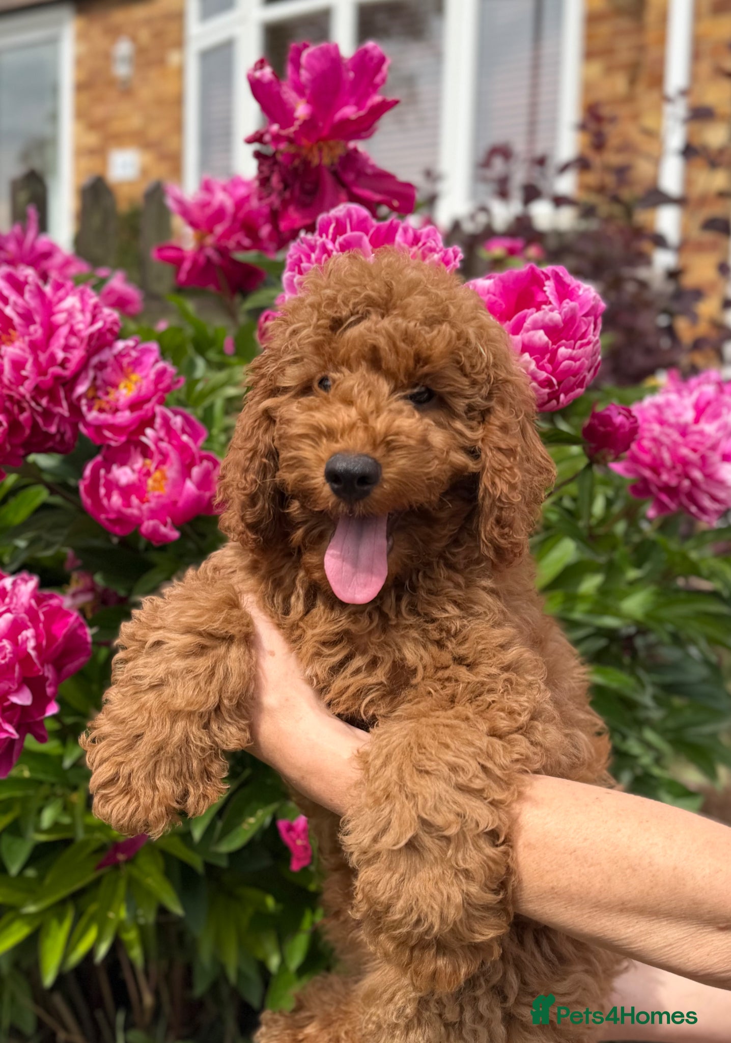 Cavapoo dogs Last few Cavapoo Puppies Left Ready to Leave - Advert 2