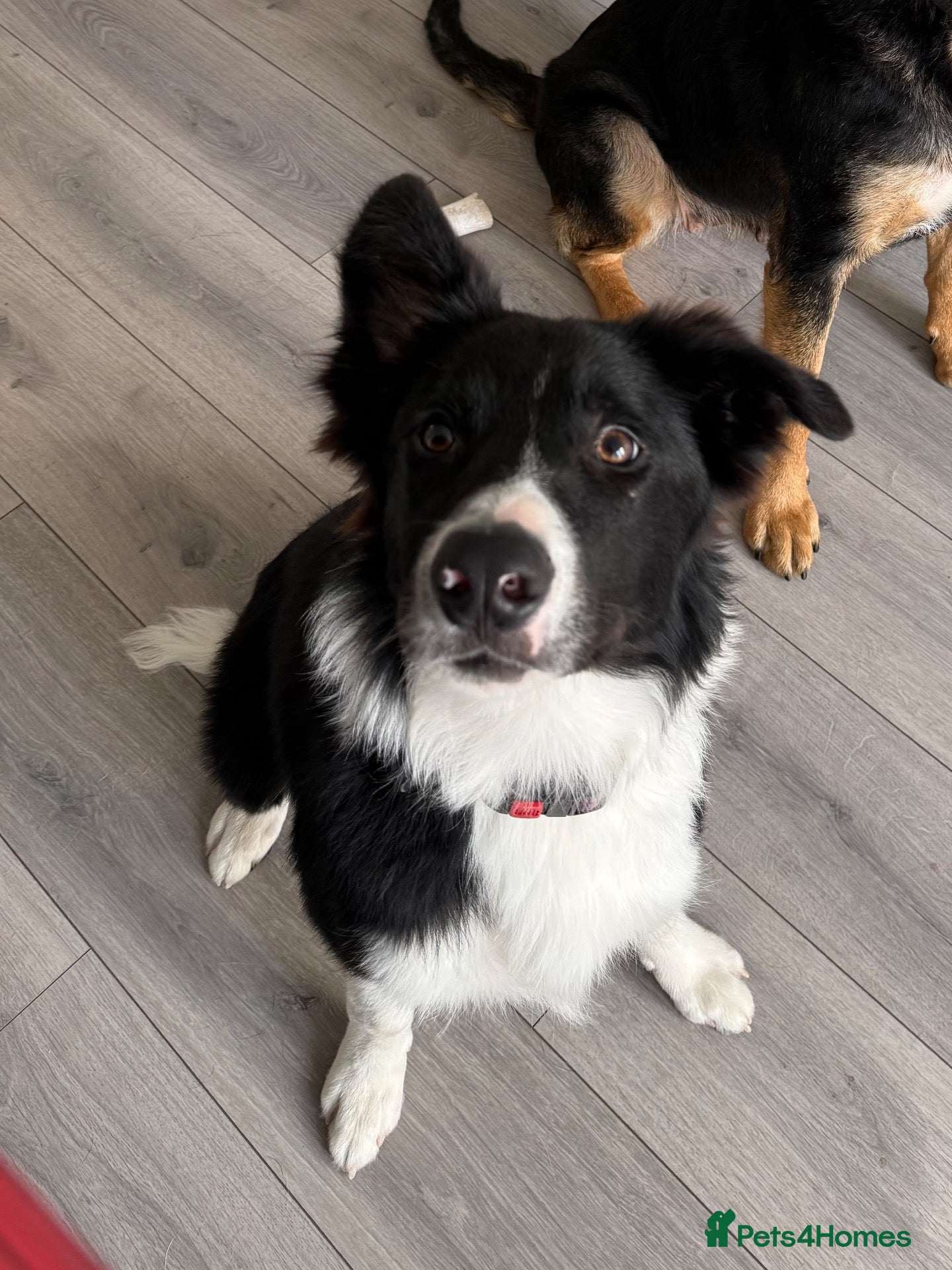 Border Collie dogs Olly  - Advert 1