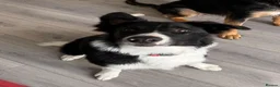 Border Collie dogs for sale: Olly  in Llanelli - Advert 1
