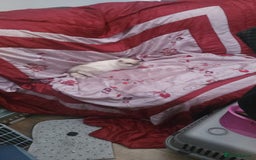 Mini Lion Lop rabbits for sale: Beautiful special little rabbit looking for home - Advert 5