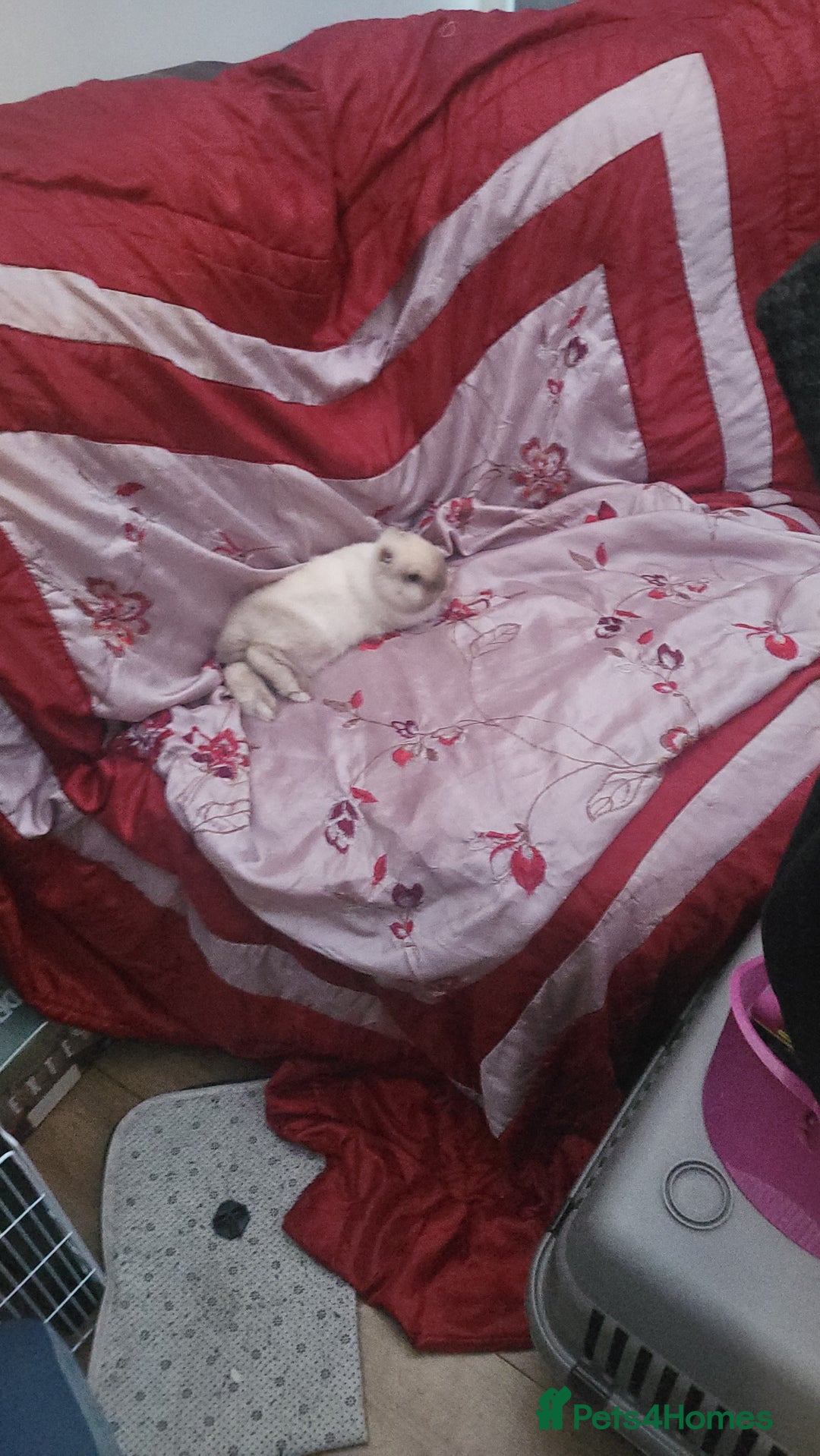 Mini Lion Lop rabbits for sale: Beautiful special little rabbit looking for home - Advert 5