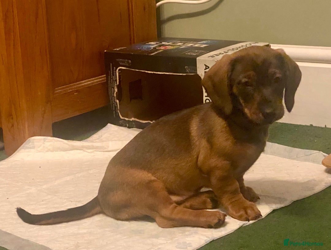 Dachshund dogs for sale: *1 beautiful dachshund girl left* - Advert 8
