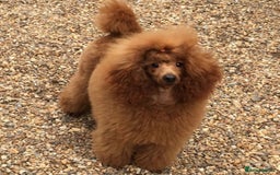 Cavapoo dogs for sale: Cavapoo puppies fully health tested parents - Image 26