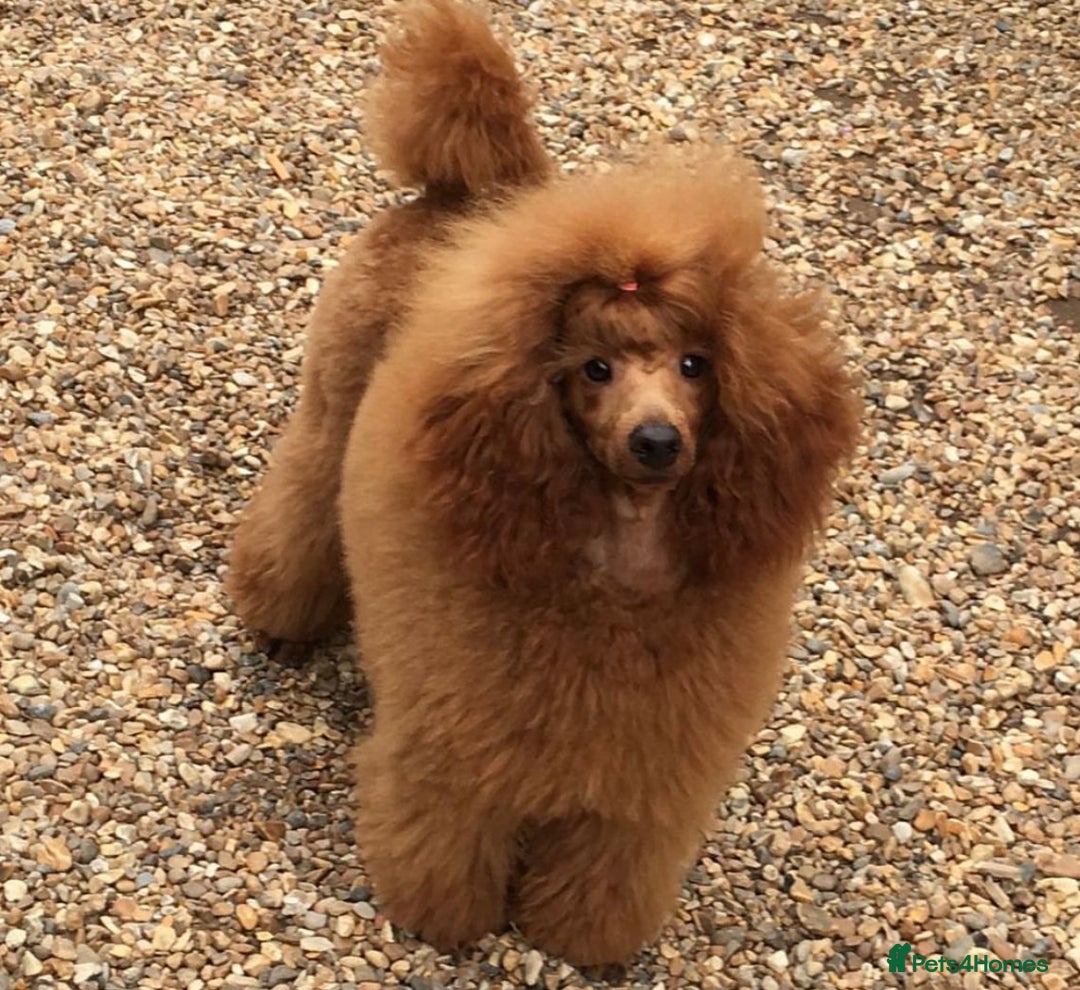 Cavapoo dogs for sale: Cavapoo puppies fully health tested parents - Image 26