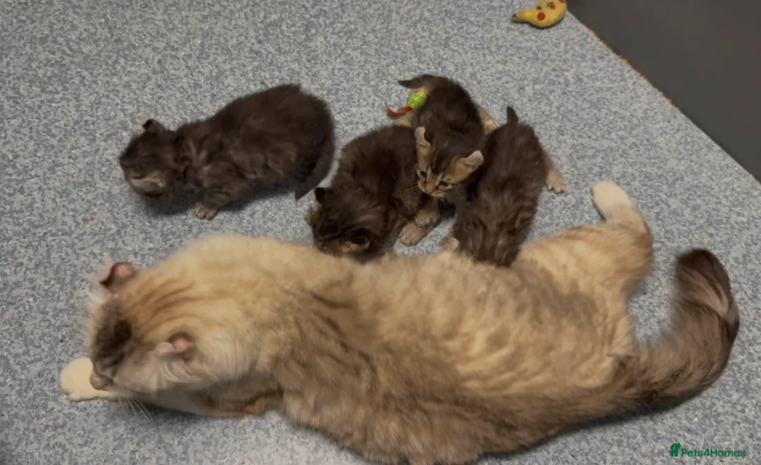 American Curl cats for sale: American curl kittens rare breed - Advert 2