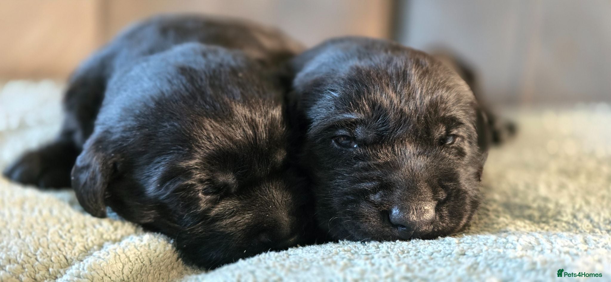Labrador Retriever dogs Adorable Labrador Puppies for Sale! - Advert 13