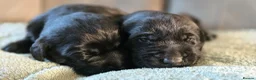 Labrador Retriever dogs for sale: Adorable Labrador Puppies for Sale! - Advert 1