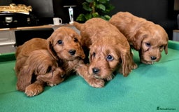 Cockapoo dogs for sale: Cockapoo - Image 11