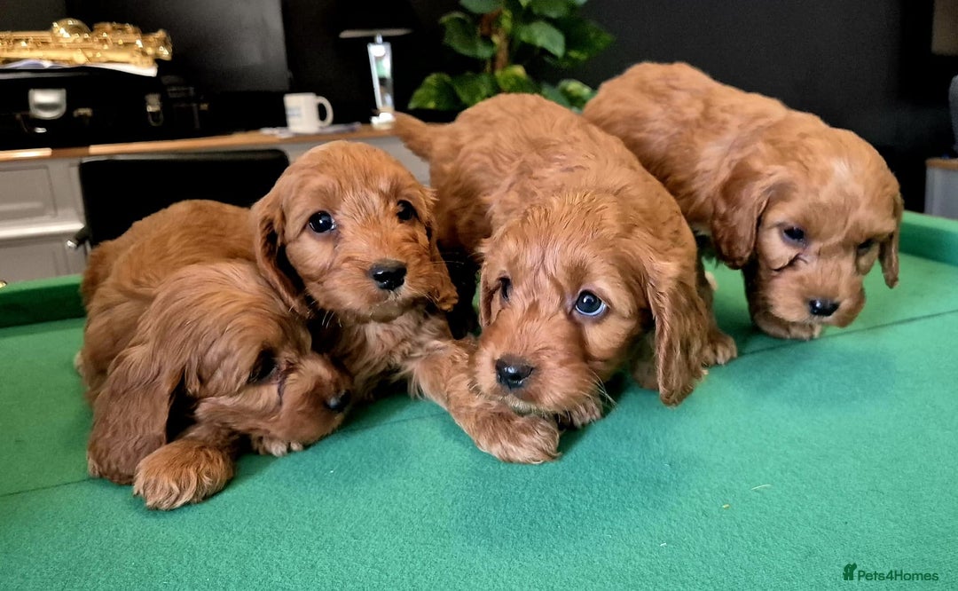 Cockapoo dogs for sale: Cockapoo - Image 11
