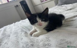 British Shorthair cats for sale: Tuxedo Kittens  - Image 6