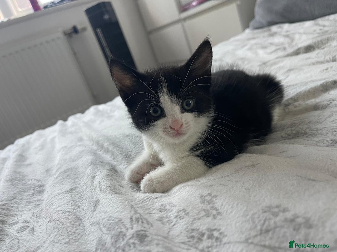 British Shorthair cats for sale: Tuxedo Kittens  - Image 6