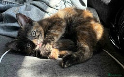 British Shorthair cats for sale: Mixed Russian Blue - British shorthair kittens  - Image 15