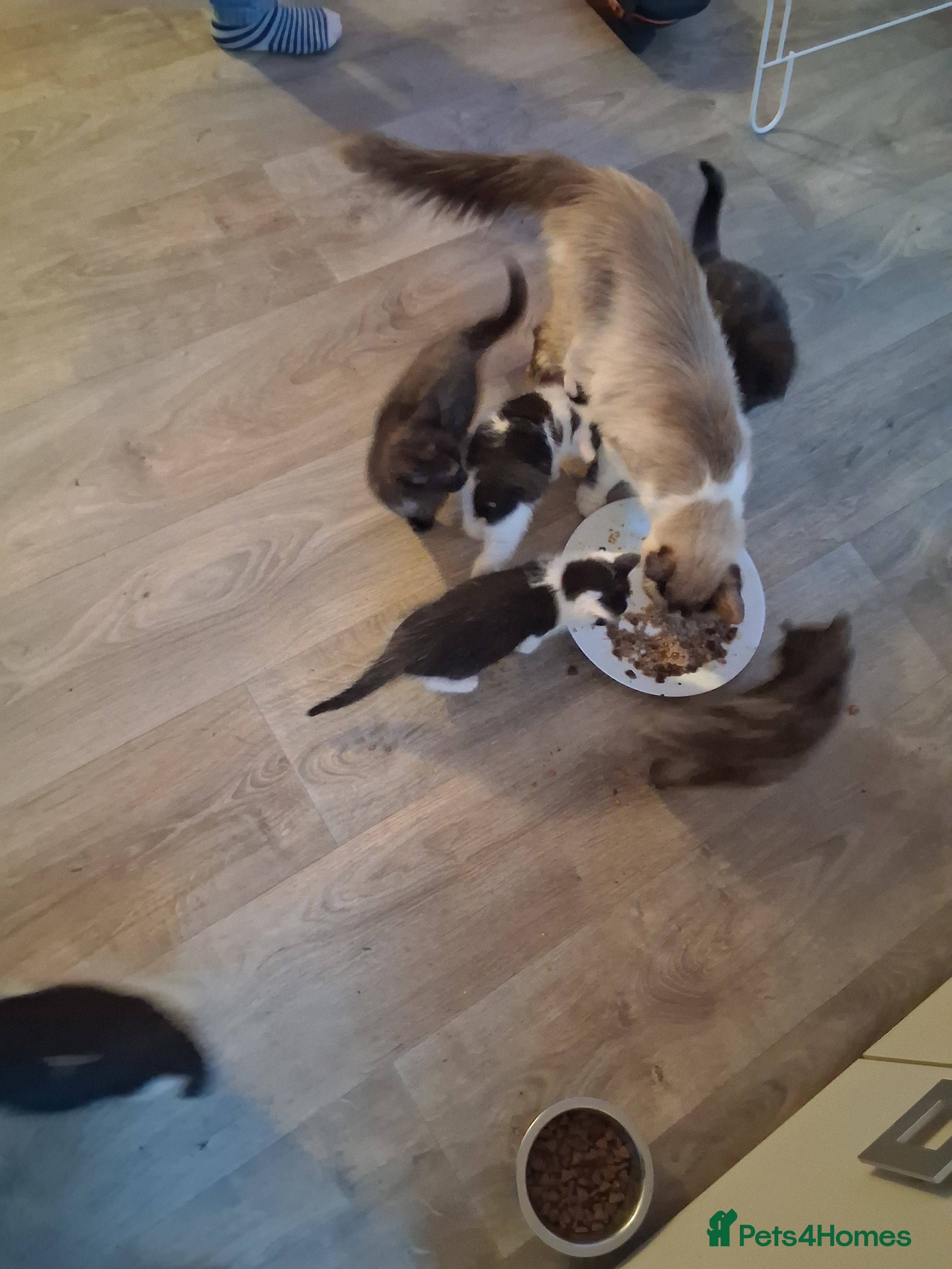 Ragdoll cats Ragdol x half Main Coon  - Advert 2