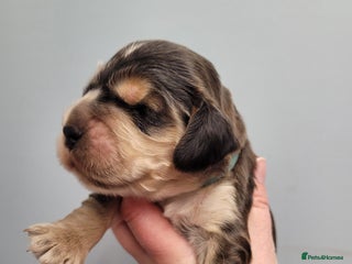 Cocker Spaniel dogs Show cocker spaniels - Advert 5