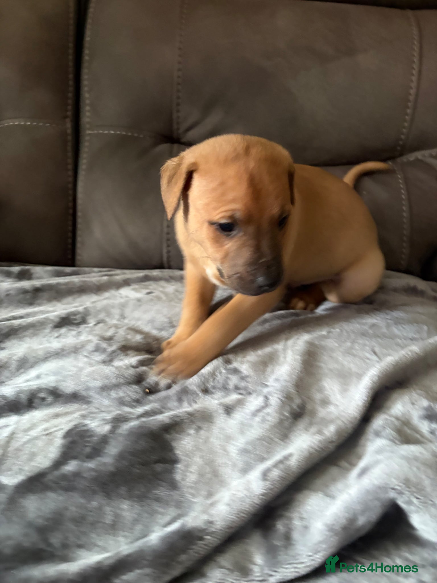 Mixed Breed dogs for sale: WHIPPET X BULL - Advert 6