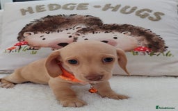 Miniature Dachshund dogs for sale: MINI DACHSHUND CREAM PRA CLEAR - Image 15