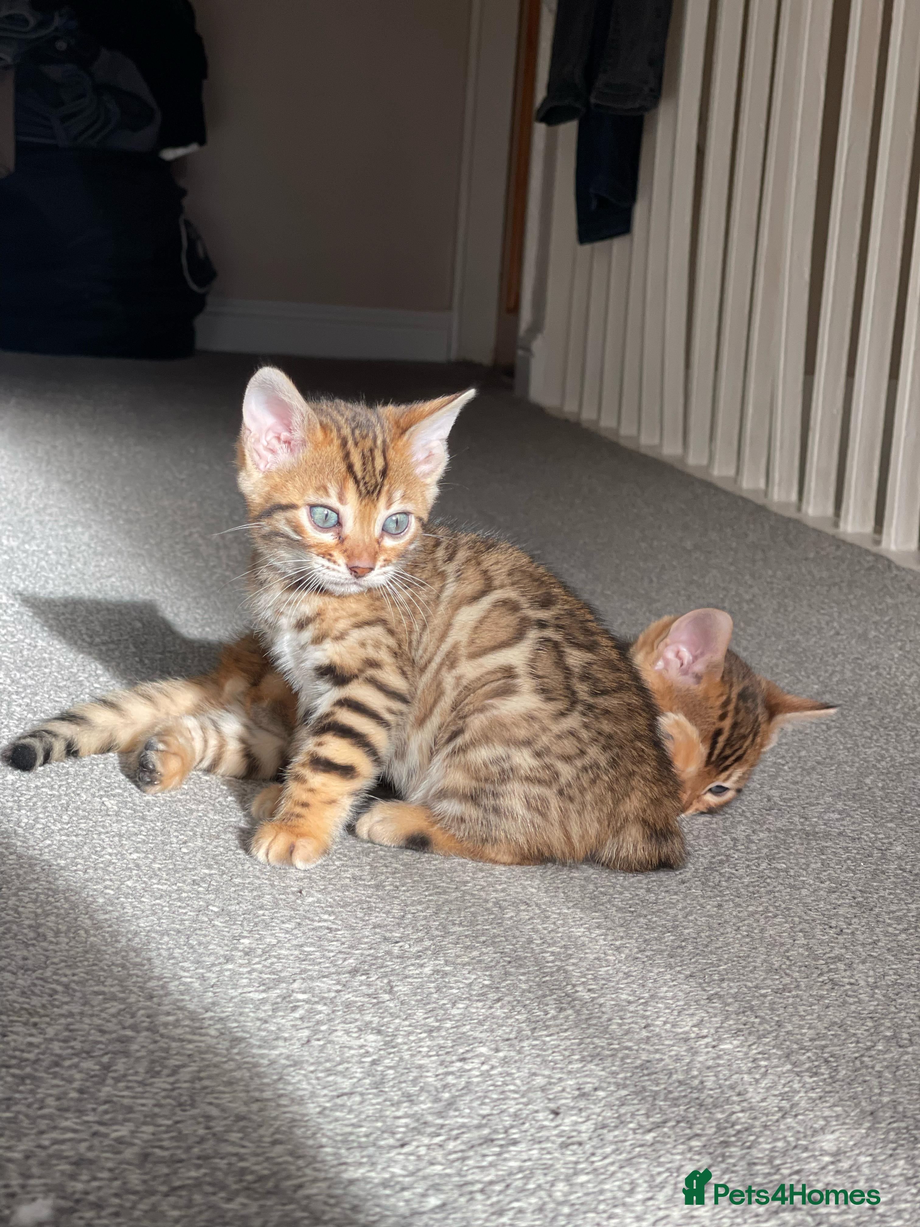 Bengal cats 💕 Pedigree Rosetted bengal kittens 💕 - Advert 11