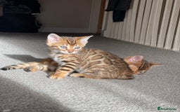 Bengal cats for sale: 💕 Pedigree Rosetted bengal kittens 💕 - Image 1