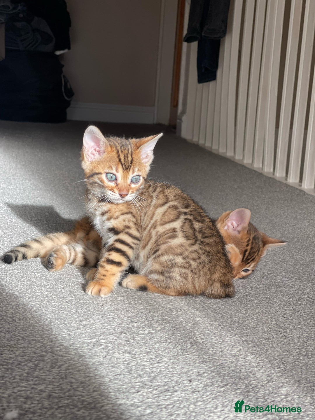 Bengal cats for sale: 💕 Pedigree Rosetted bengal kittens 💕 - Image 1