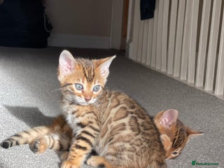 Bengal cats - Advert 36