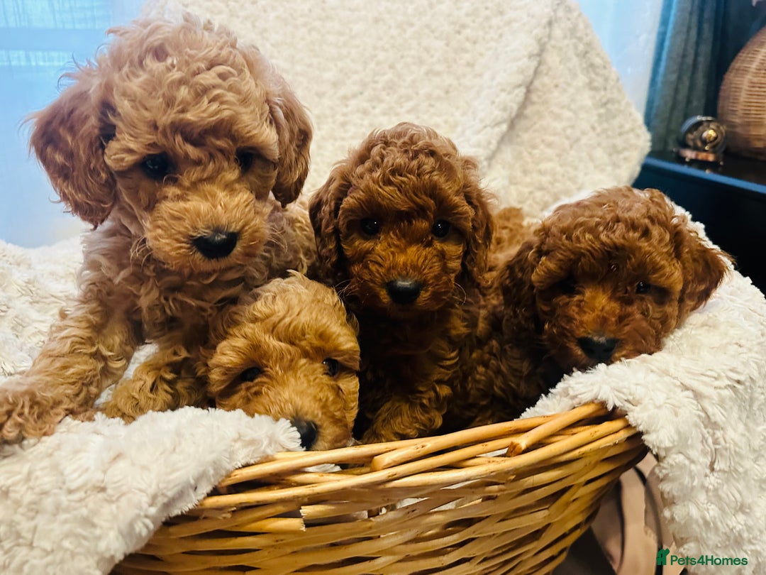 Toy Poodle dogs for sale: 🤎Toy poodles🤎 - Image 15