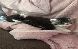 British Shorthair cats for sale: Adorable Kittens Looking for a Loving Home - Image 8