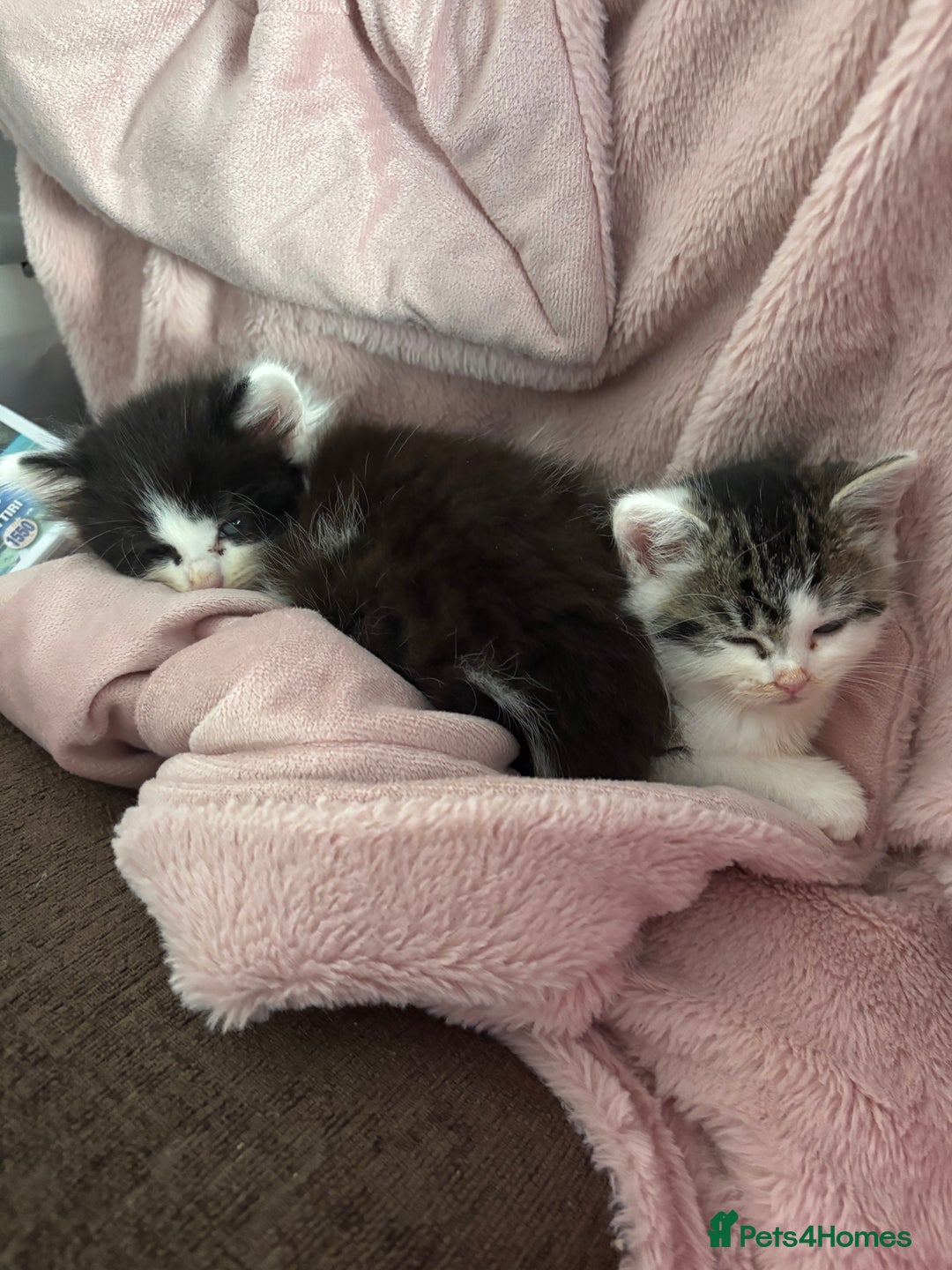 British Shorthair cats for sale: Adorable Kittens Looking for a Loving Home - Image 8