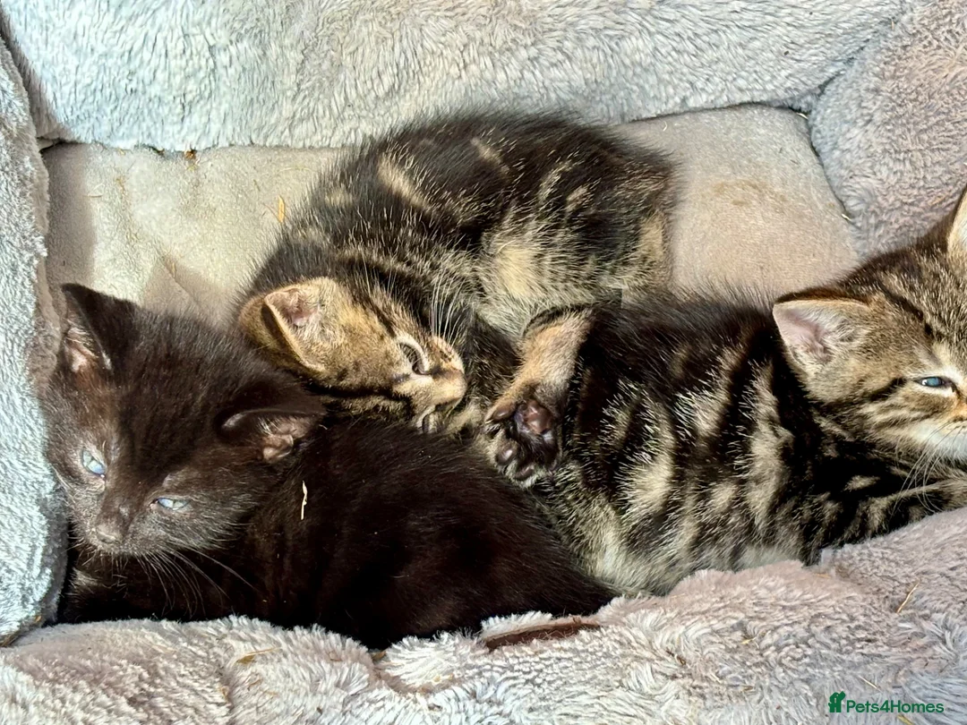 Domestic Shorthair cats for sale: 5 beautiful Kittens for sale - Advert 11