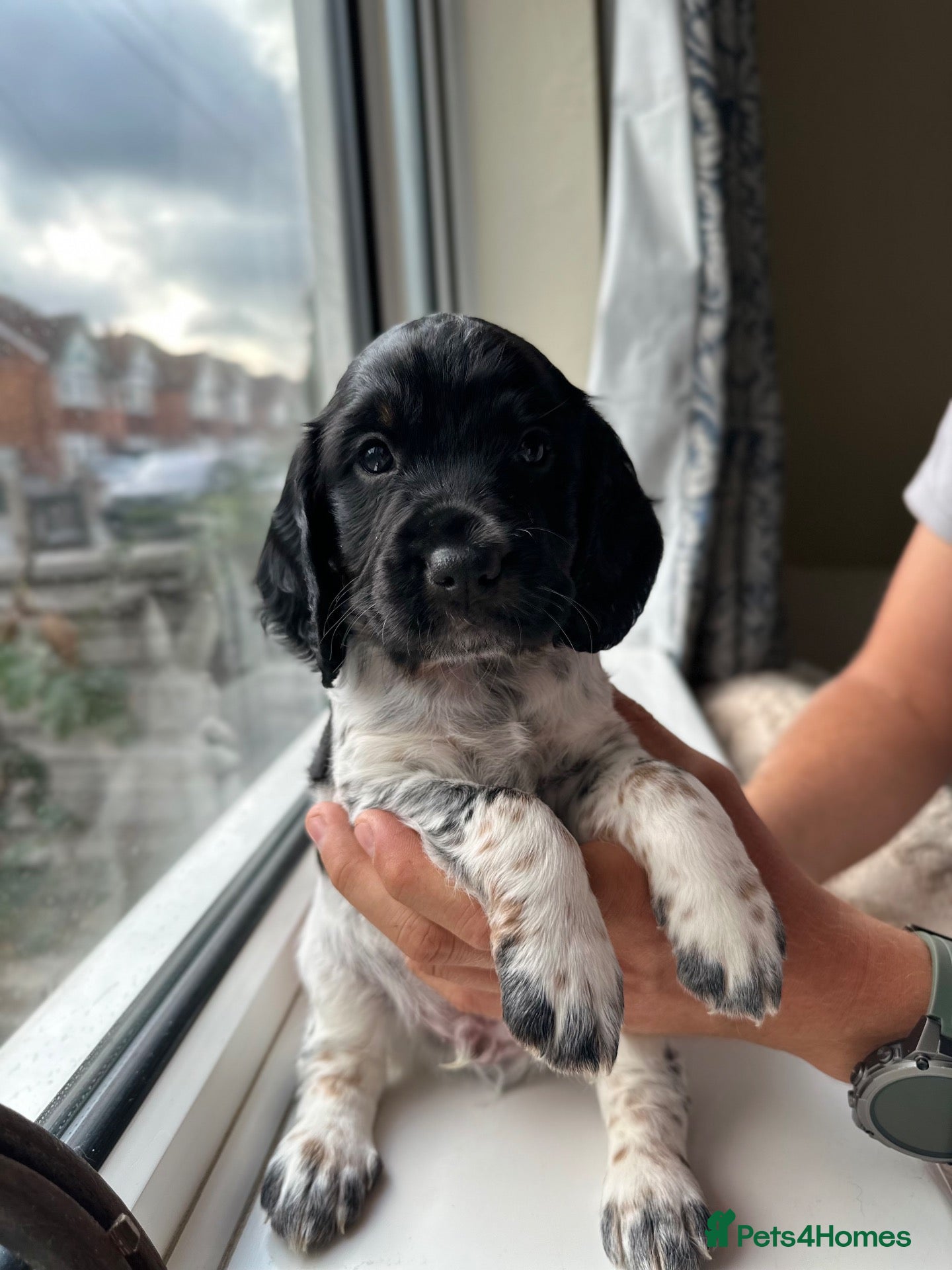 Cocker Spaniel dogs Health tested working cocker spaniels  - Advert 1