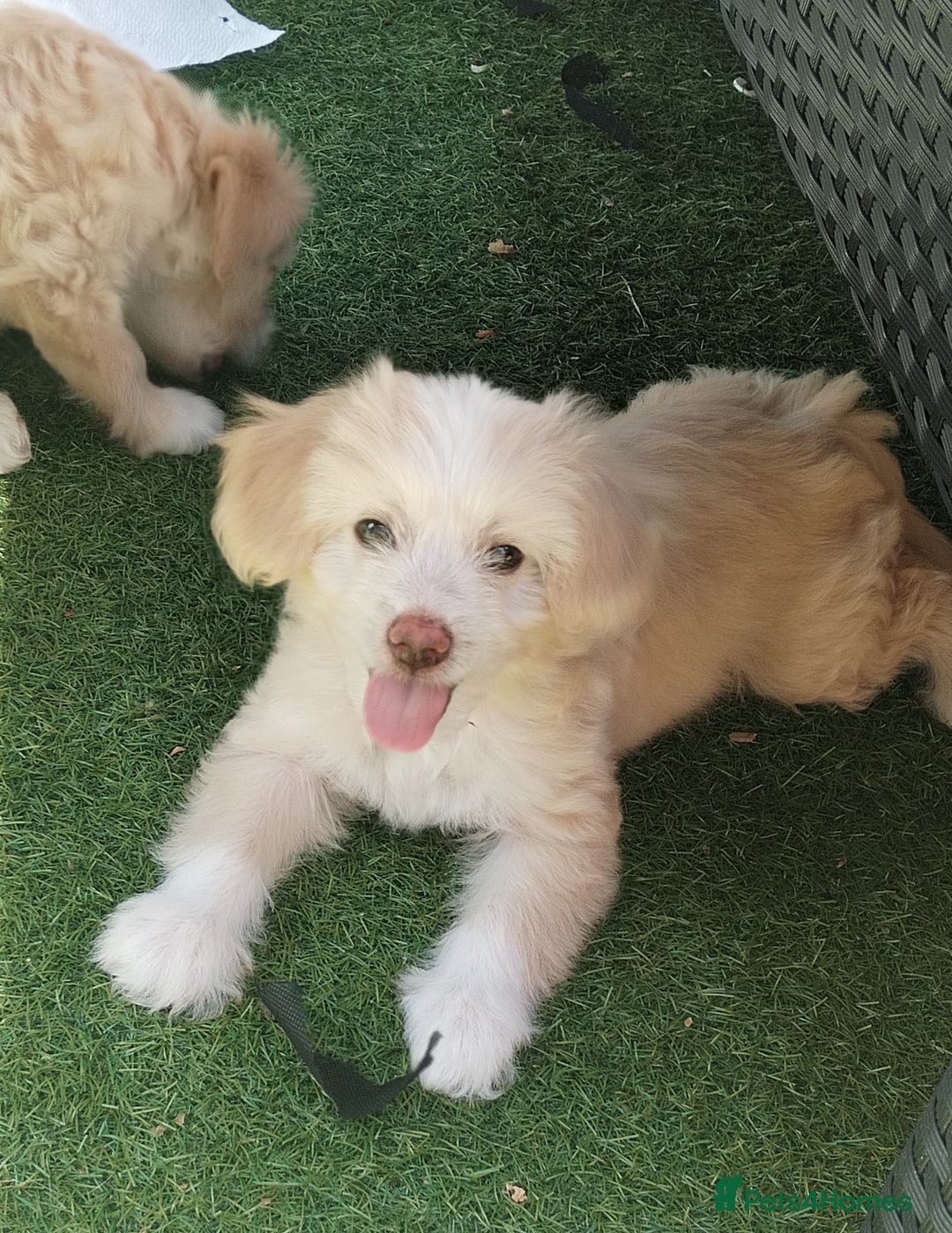 Chinese Crested dogs for sale: 5 beautiful Chinese crested puffs 3 girls 2 boys - Image 4
