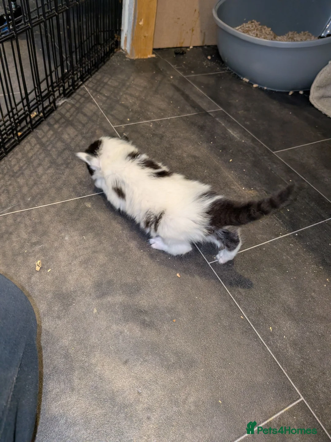 Mixed Breed cats for sale: 1/4 ragdoll kittens in Tunbridge Wells - Advert 8