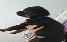 Mixed Breed dogs for sale: Rottie/German shepherd/Belgian malinonis - Image 6