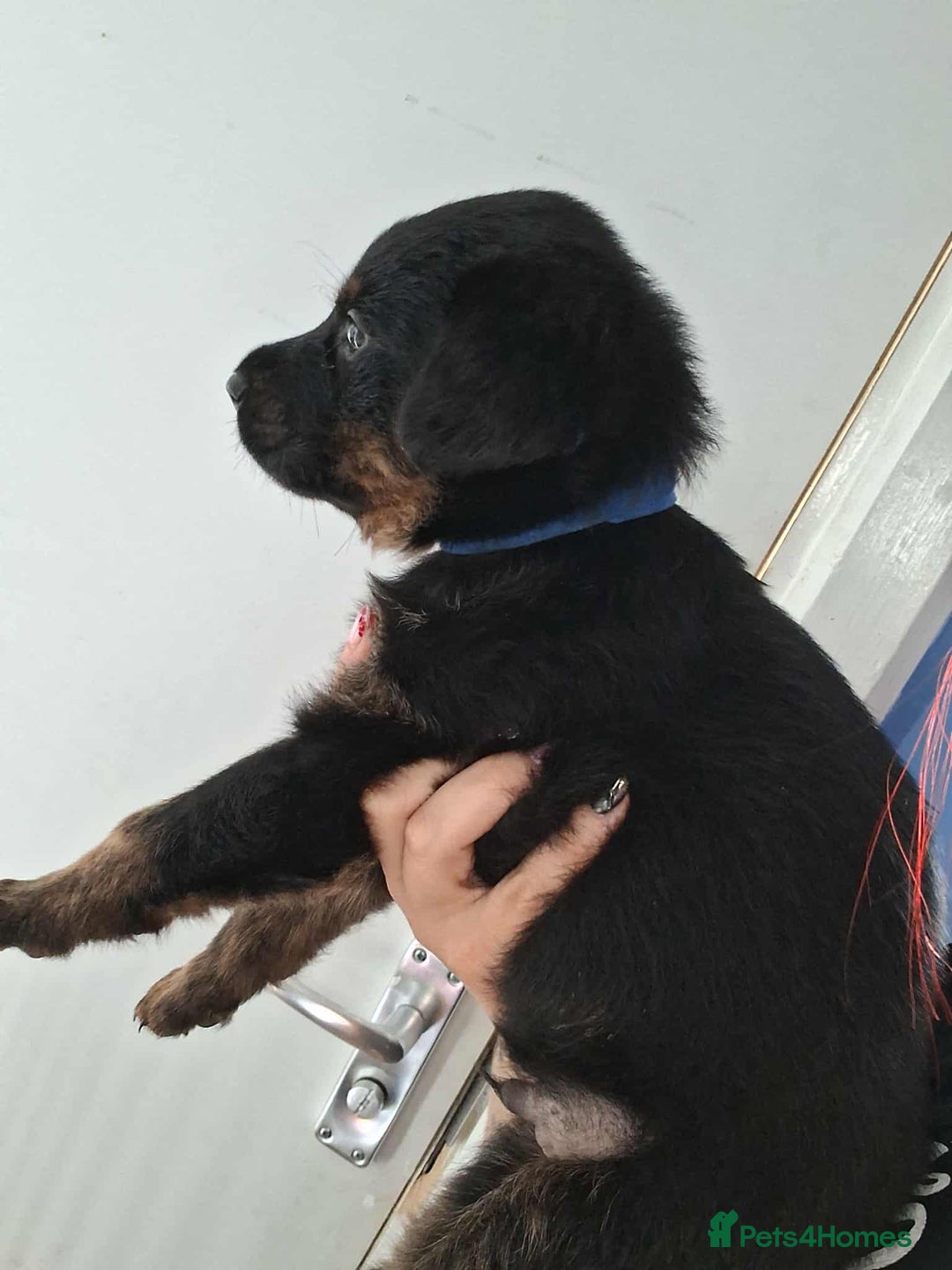 Mixed Breed dogs for sale: Rottie/German shepherd/Belgian malinonis - Image 6
