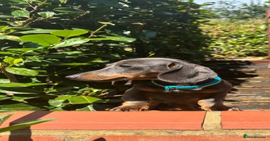 Miniature Dachshund dogs - Advert 4
