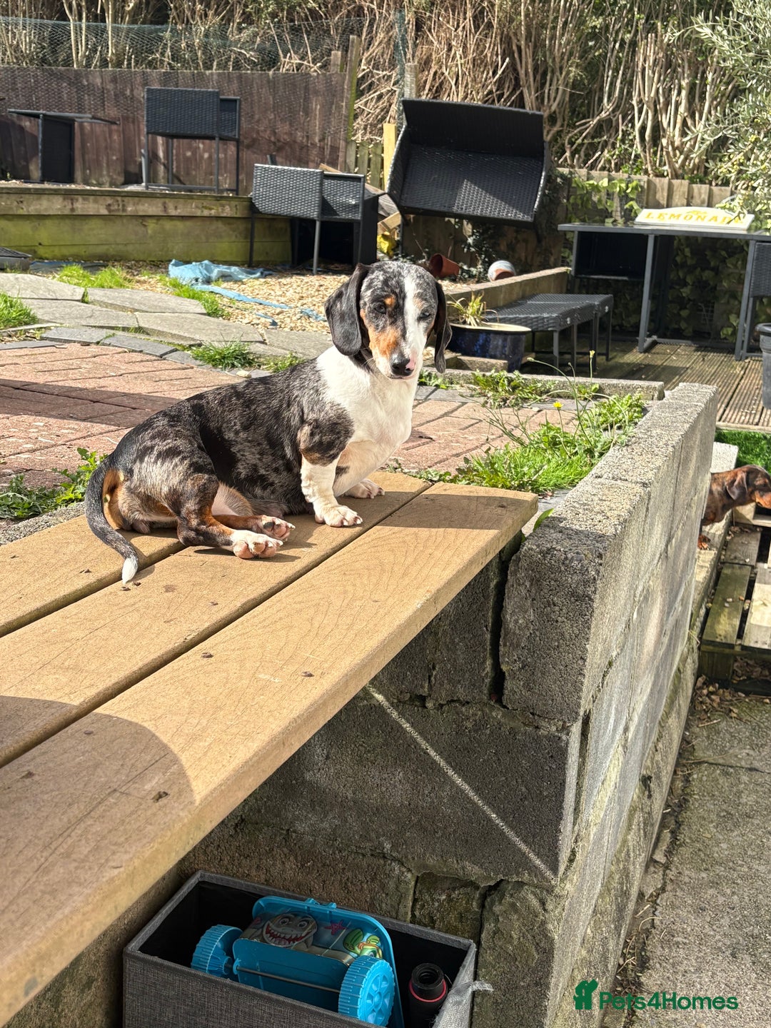 Dachshund dogs for sale: Beautiful dachshund  - Image 7