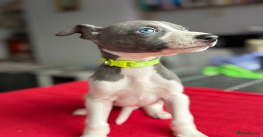 Whippet dogs - Advert 2