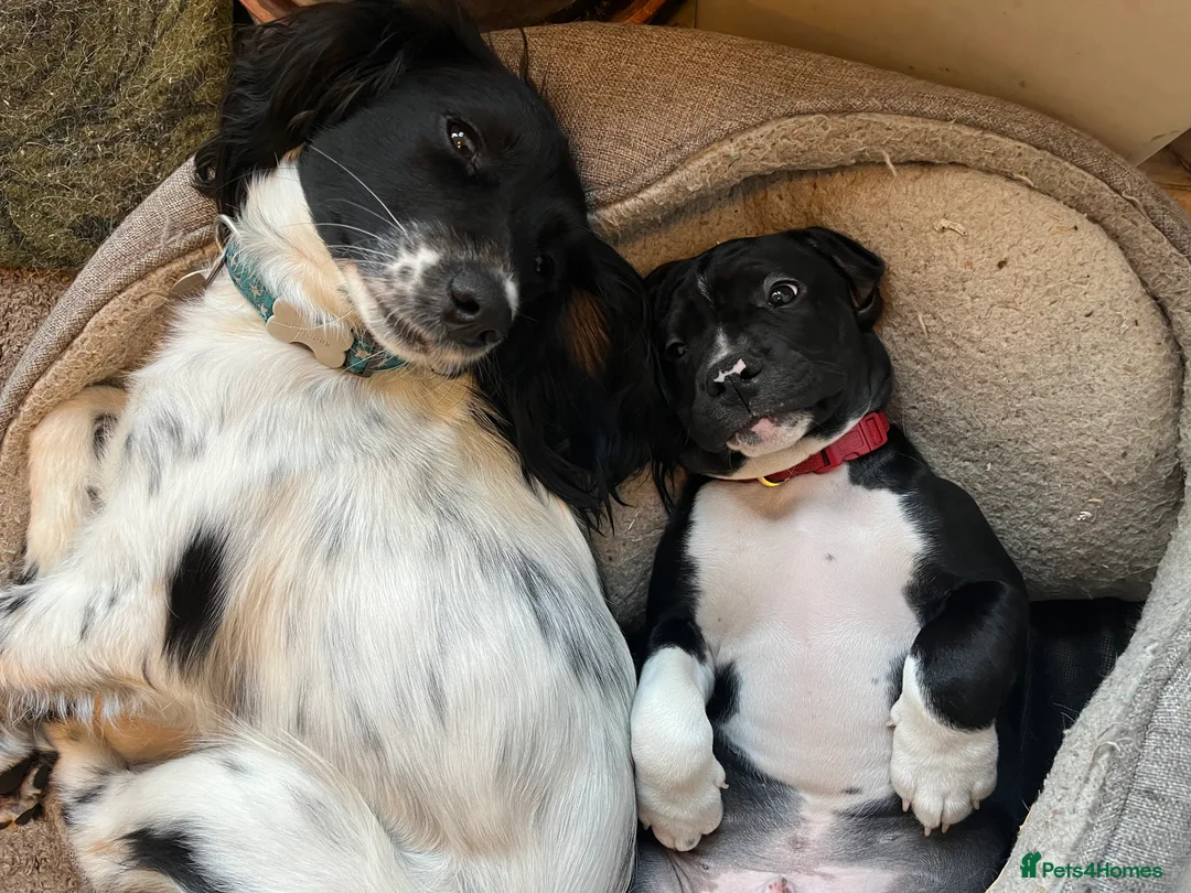 Mixed Breed dogs for sale: 🐾Sweet-natured Spaniel x Bulldog male puppy🐾 in London - Advert 6