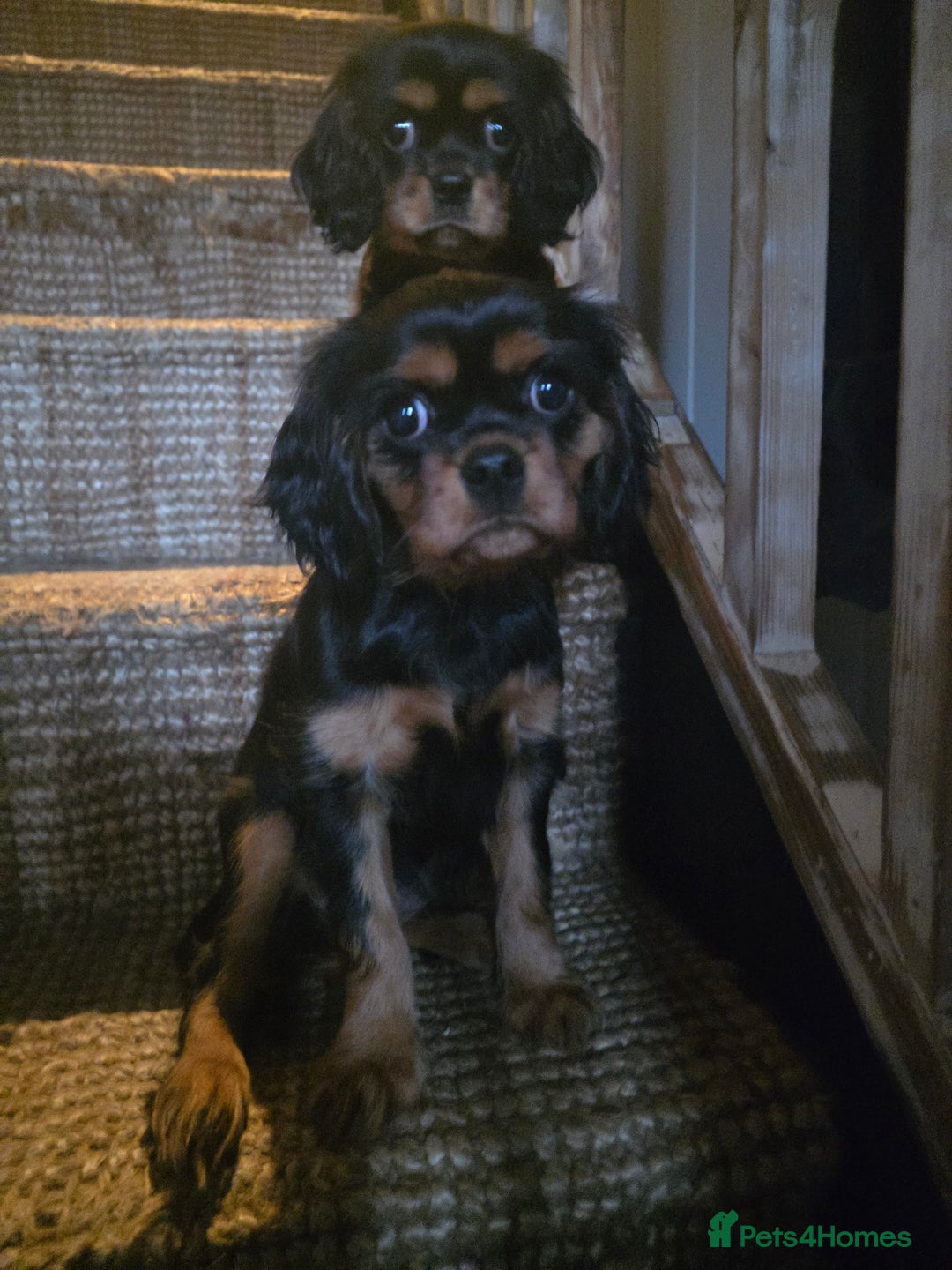 Cavalier King Charles Spaniel dogs for sale: KC Cavalier pupies - Advert 1