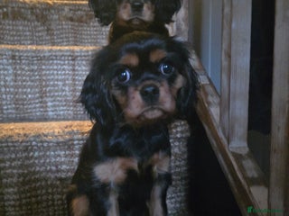 Cavalier King Charles Spaniel dogs KC Cavalier pupies - Advert 3