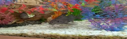 Other/Mixed Breed fish for sale: XL tropical fish  - Advert 3