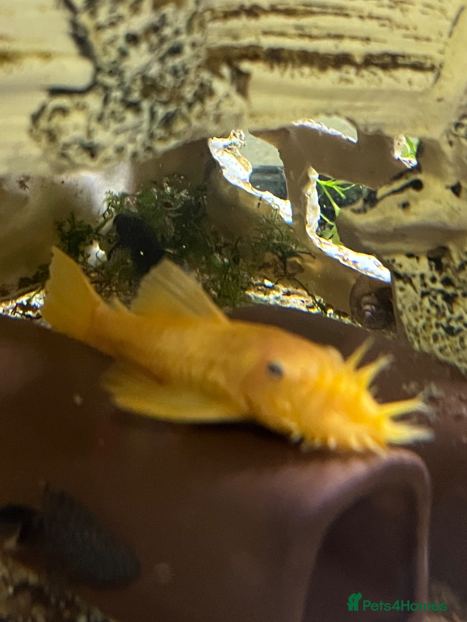 Plecos fish Blue Eye Lemon Bristlenose - Advert 13