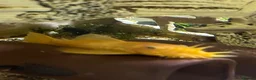 Plecos fish for sale: Blue Eye Lemon Bristlenose - Advert 2