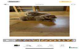 Poochon dogs for sale: Tiny farm bred teddy bear bundles of fun !  - Image 30
